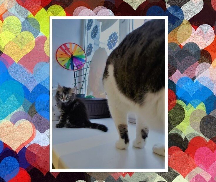 Мои кошатины Личное фото и коллаж