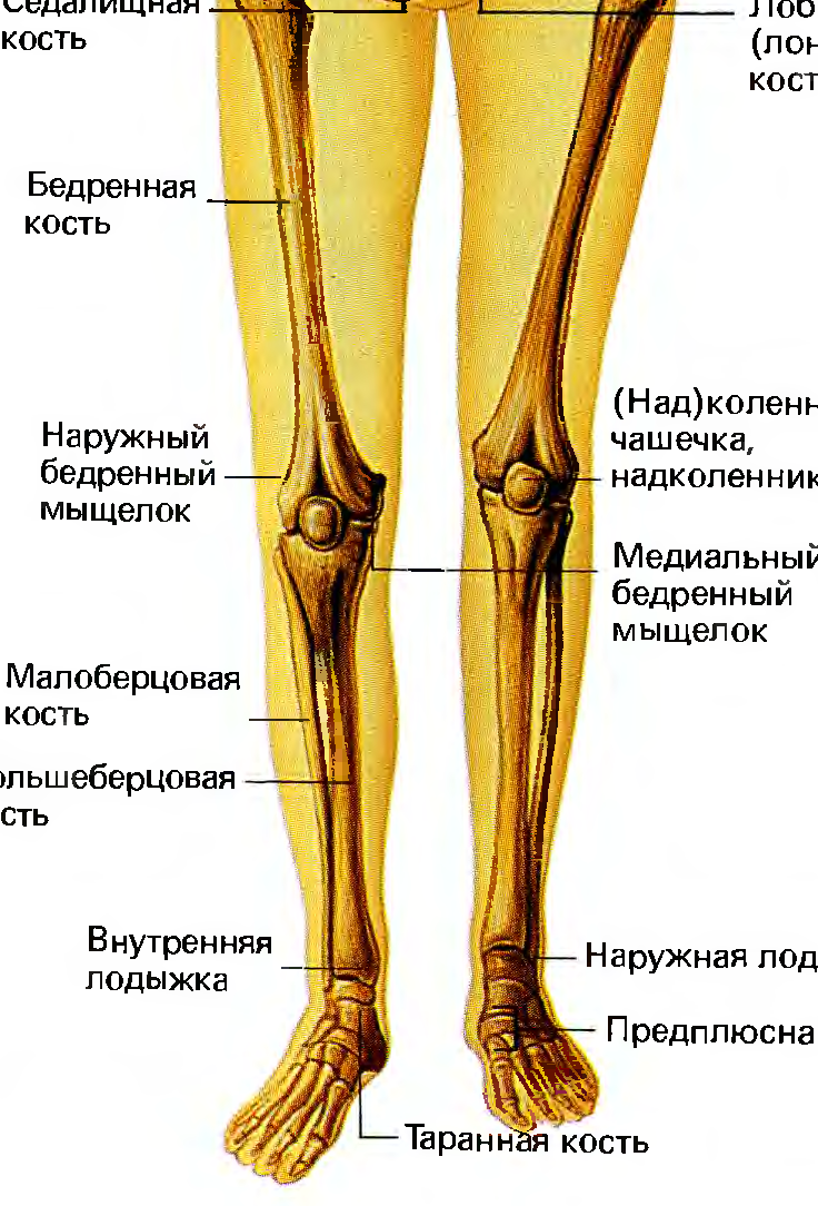 Латеральный вид нижней конечности