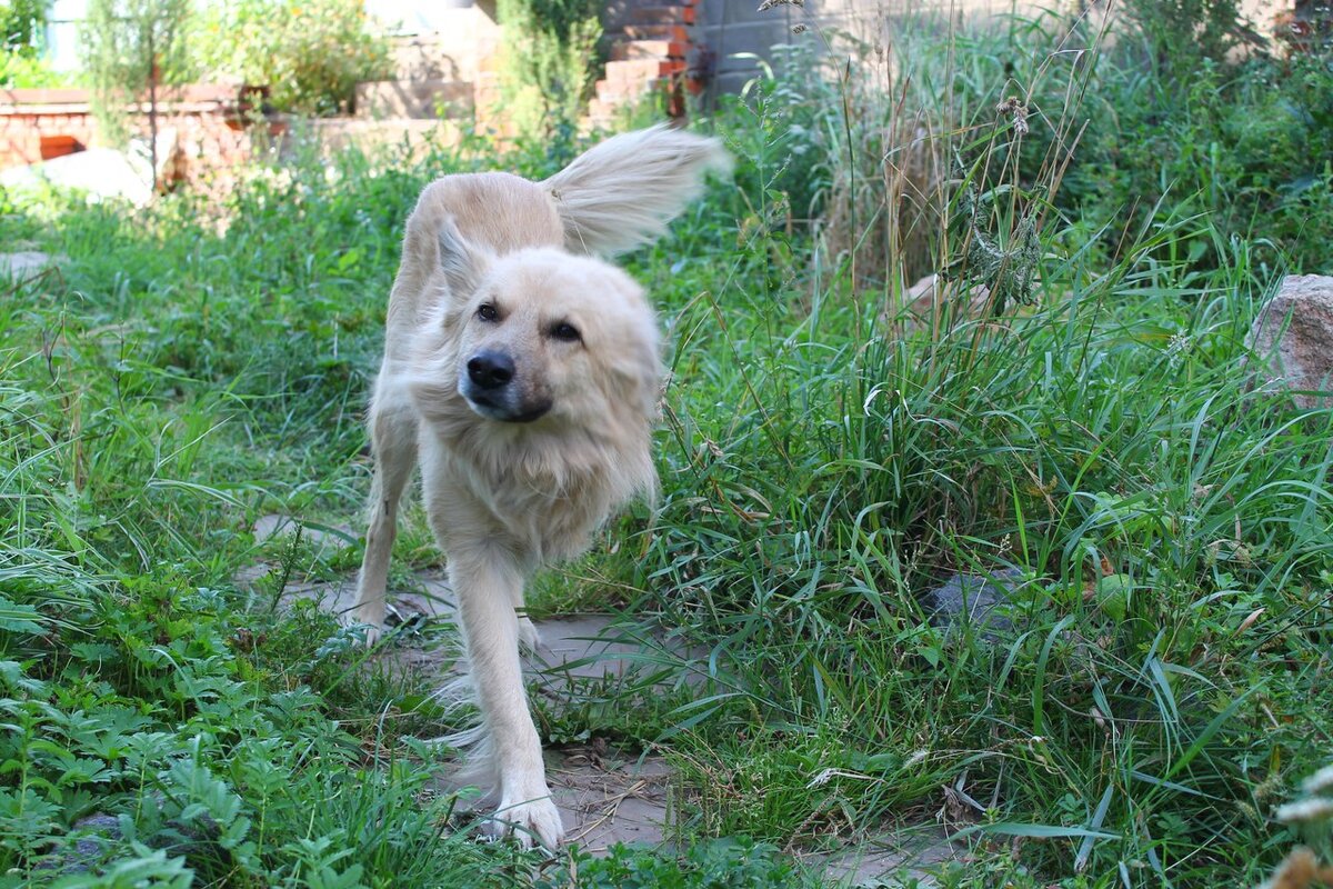 Волчок. Фото моей дочери