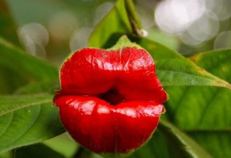 Психортия (Psychotria elata)