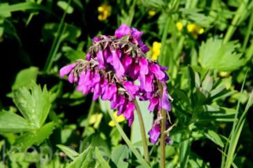 Внешний вид (фото) красного корня.