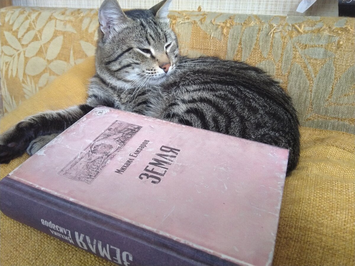 Новейшая книга Михаила Елизарова "Земля" и котик