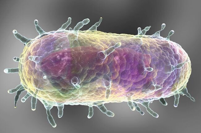 Бактерия чумы