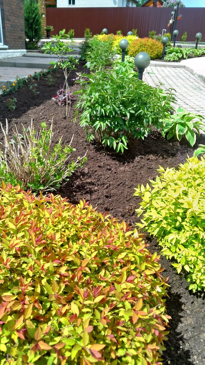 На переднем плане спирея Голден Фляйм. Май