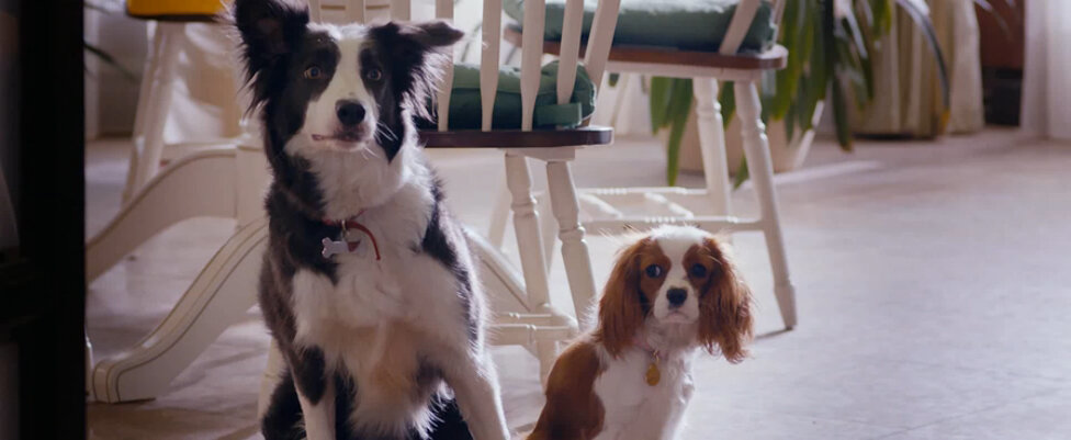 Кадр из фильма «Ёлки лохматые»