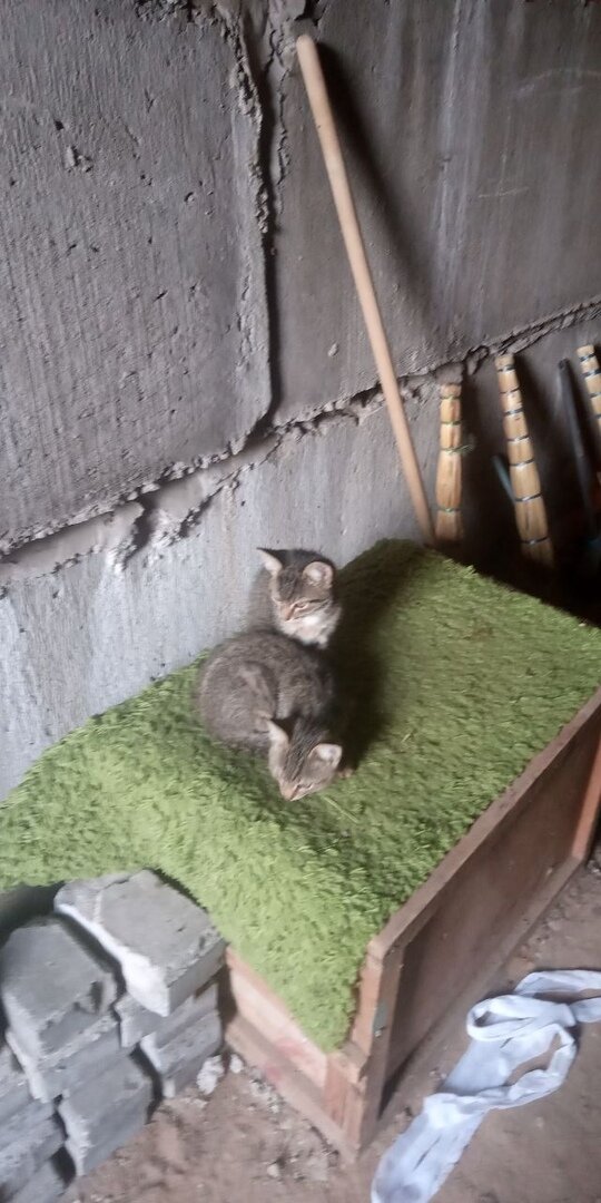 В подвал их пришлось отнести ночью, так как начался дождь, а ни под открытым небом. Из подъезда выгоняют жители.