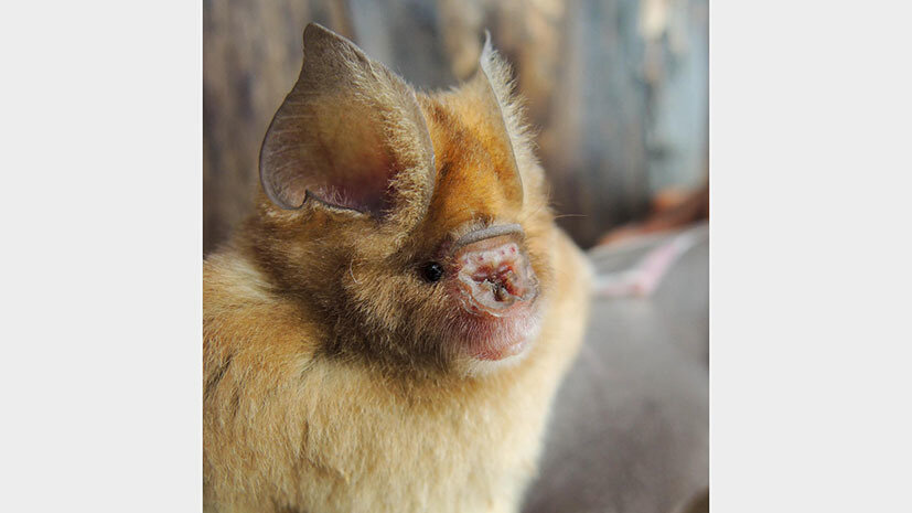 Учёные из Филдовского музея объявили об открытии четырёх новых видов африканских летучих мышей семейства подковогубых