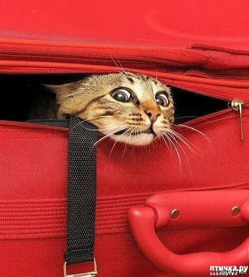 Фото сайта птичка.ру