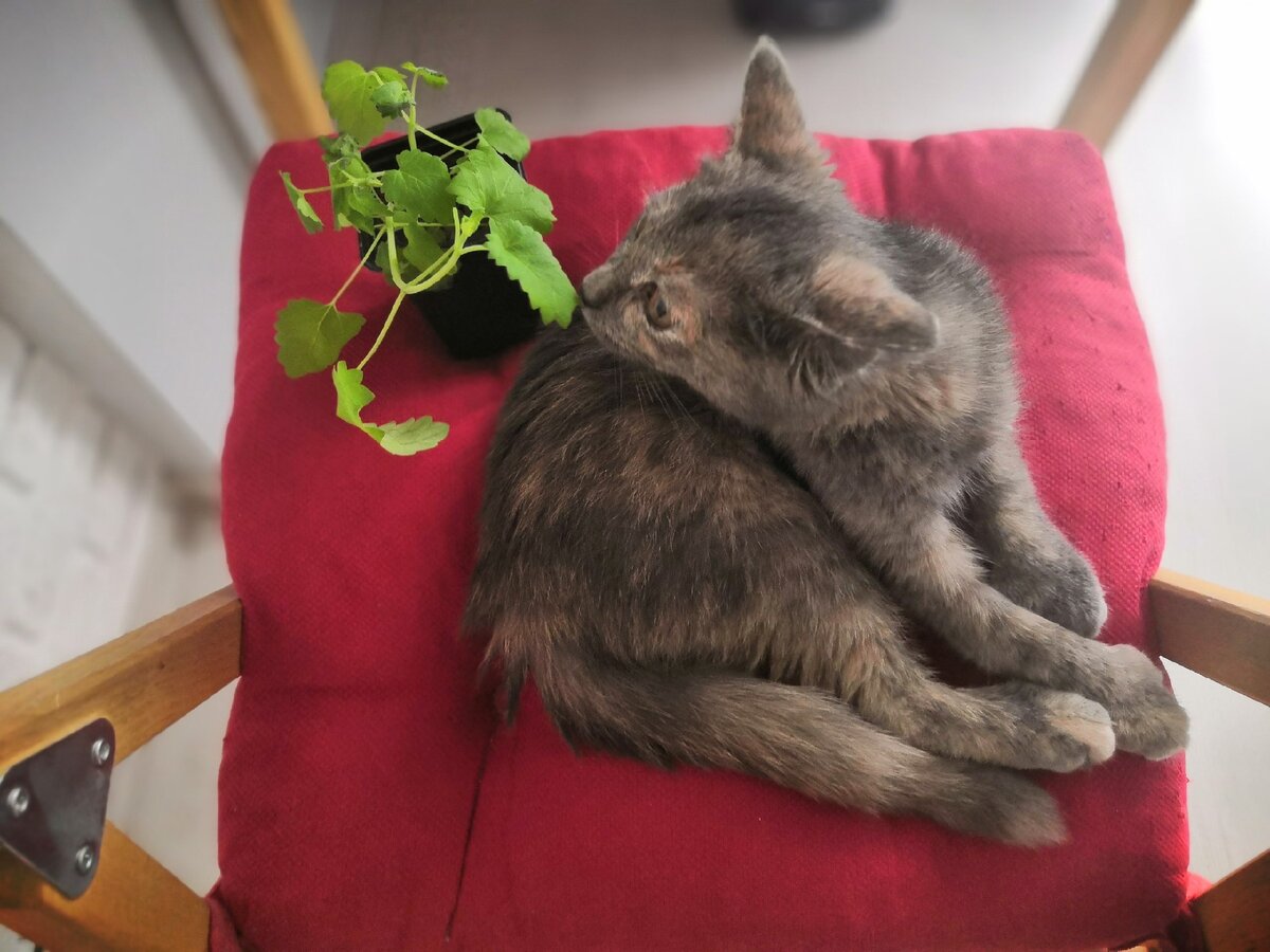 Ммм, как вкусно пахнет...