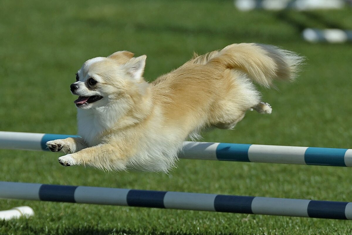 (чихуахуа)                                                                                                                 https://blog.gudog.co.uk/wp-content/uploads/2015/02/Agility-Chihuahua.jpg                    