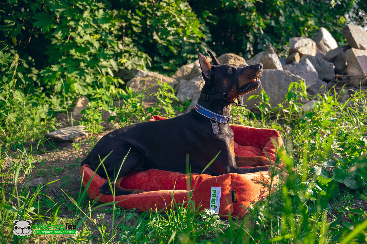 Фото интернет-зоомагазина Мистер Гав. Доберман Карузо.