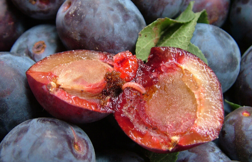 личинка сливовой плодожорки в плодах сливы