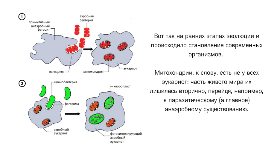 Первые живые организмы гетеротрофы. Симбиотическая гипотеза возникновения эукариот