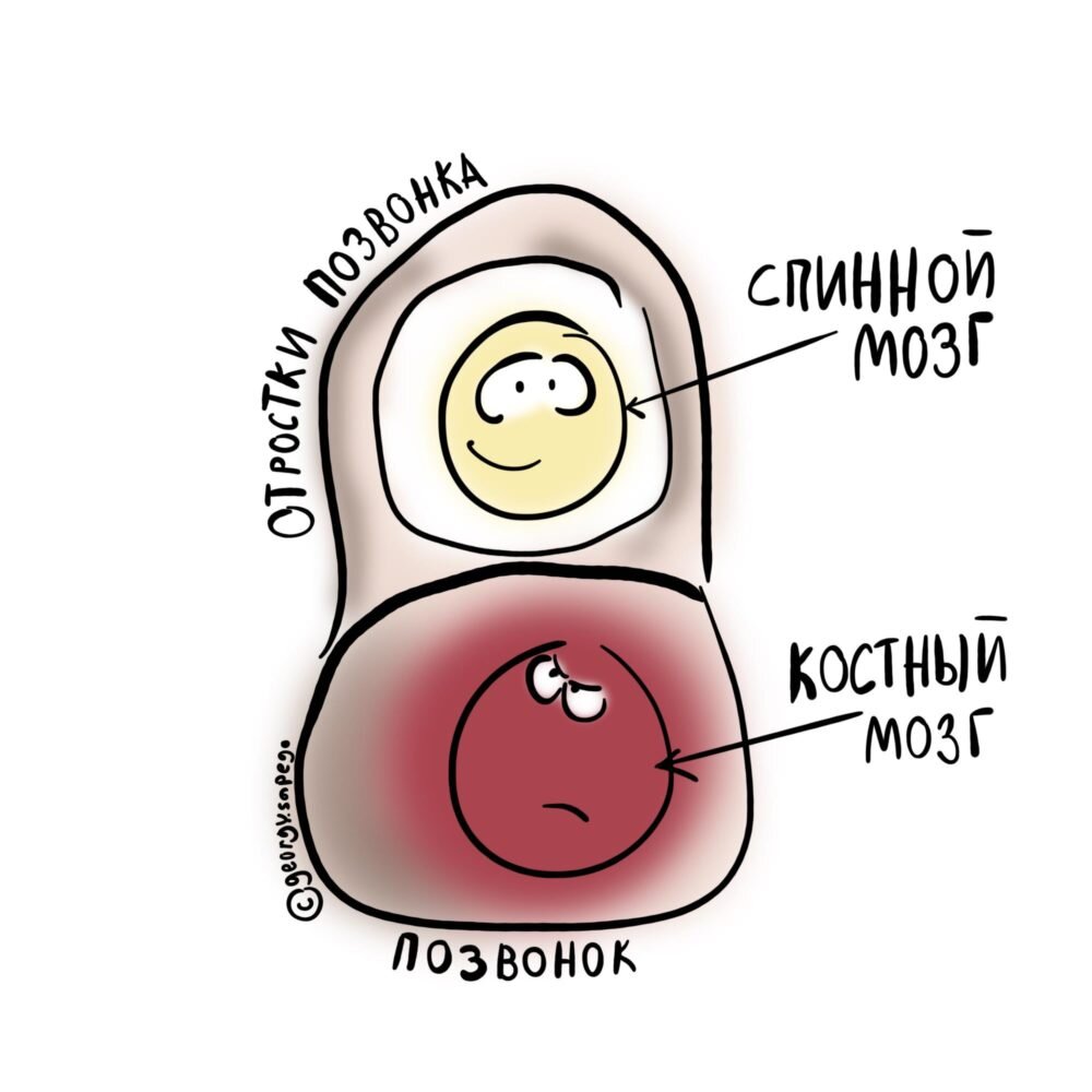 Костный мозг и спинной мозг