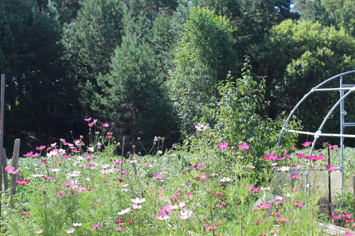 Наш огород.