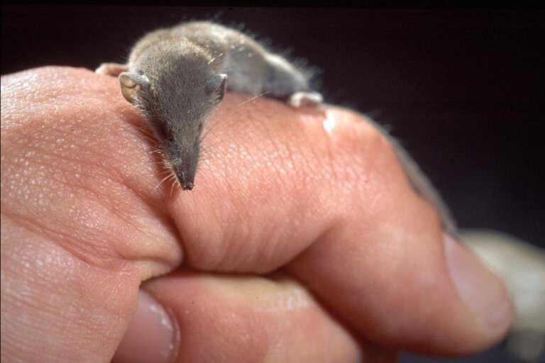 Этрусская землеройка в сравнении с рукой человека