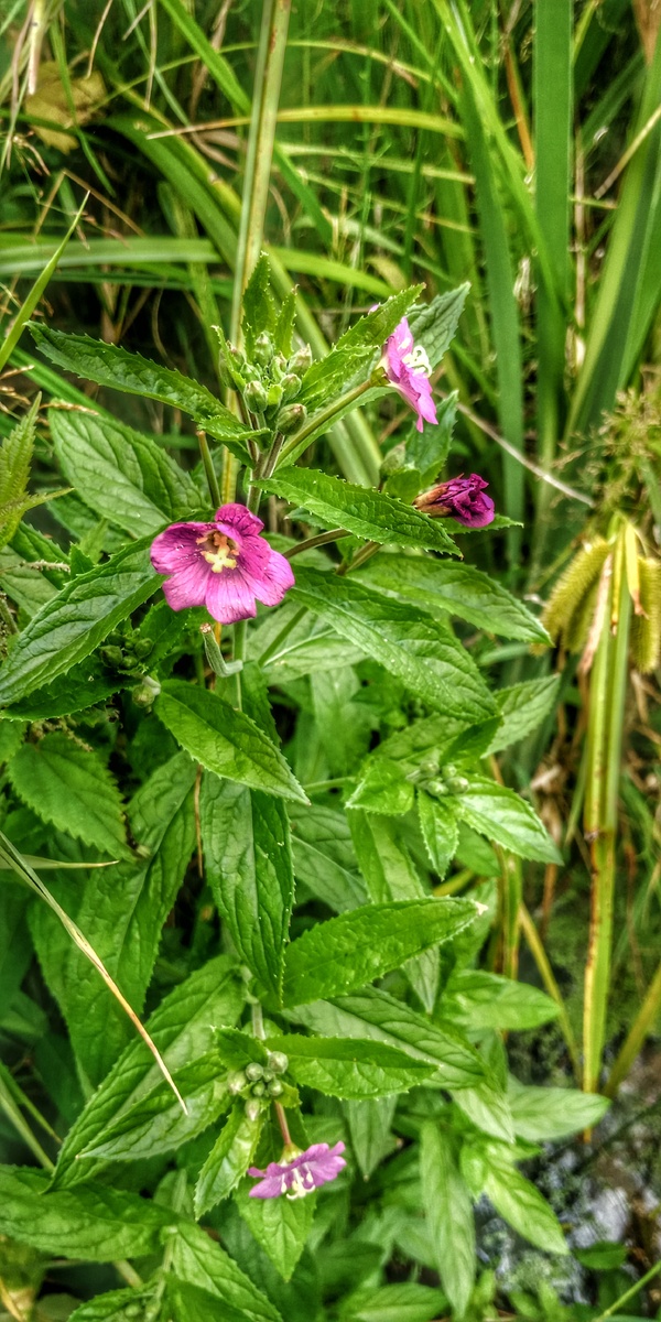 Среди множества мелких невзрачных кипреев, населяющих канавы и сырые луга, выделяется к. волосистый (Е. hirsutum). 