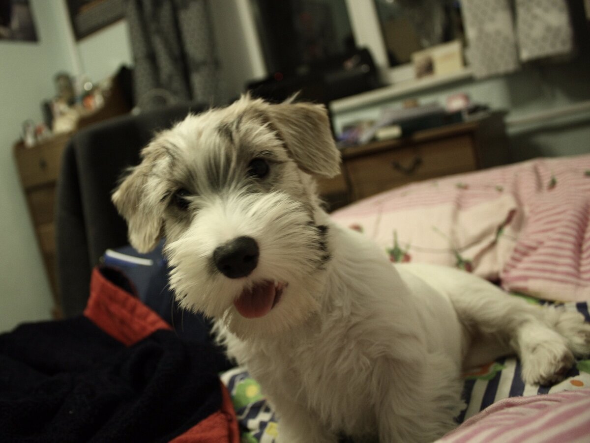 В нашем доме появился замечательный щенок.