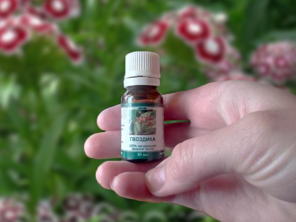 Эфирное масло гвоздики