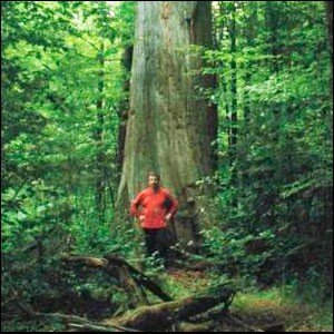 Одно из крайне редких в России деревьев старше 200 лет, по мнению автора исходной статьи.