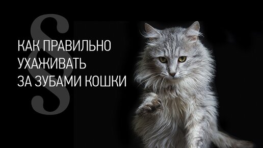 Телеканал «Муркоша»: обсуждаем возможные проблемы с зубами у кошки☝️🐾