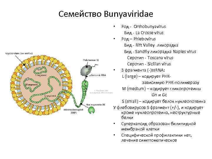 Буньявирусы микробиология презентация