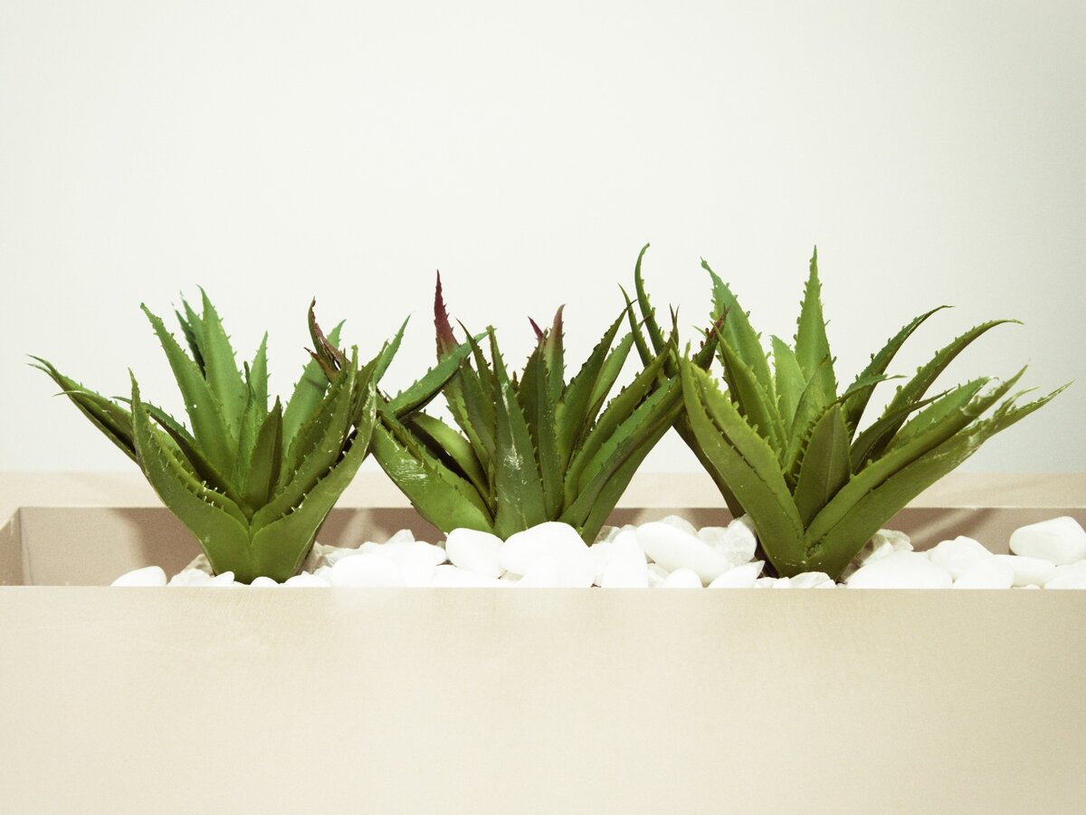 Алоэ очень легко выращивать