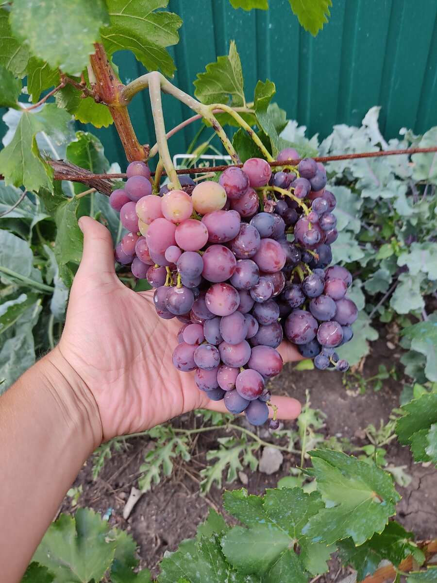 Сорт винограда Али баба
