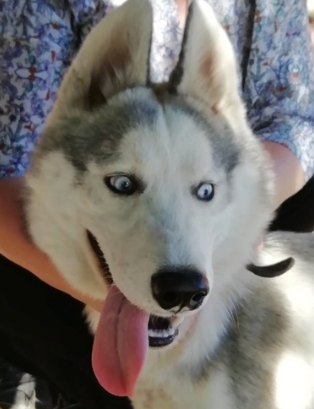 https://vk.com/club_huskyhelp