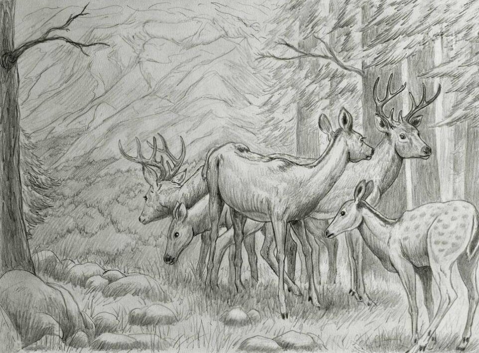 Deer in the forest