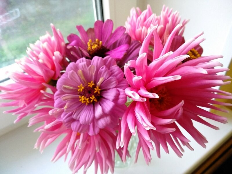 Букет из цинии и георгины