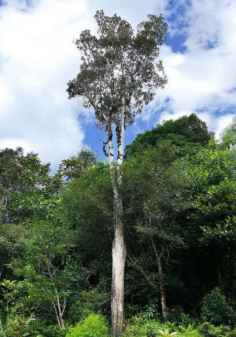 Пикнанда акумината