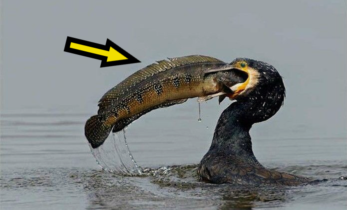 Баклан способен проглотить 5-килограммовую рыбу