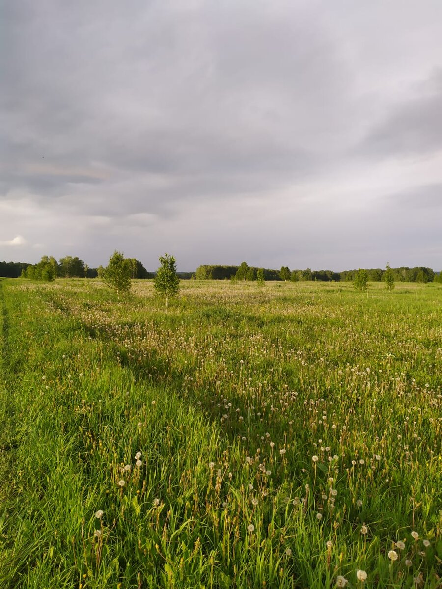 Молодые березки и одуванчик на землях сельскохозяйственного назначения