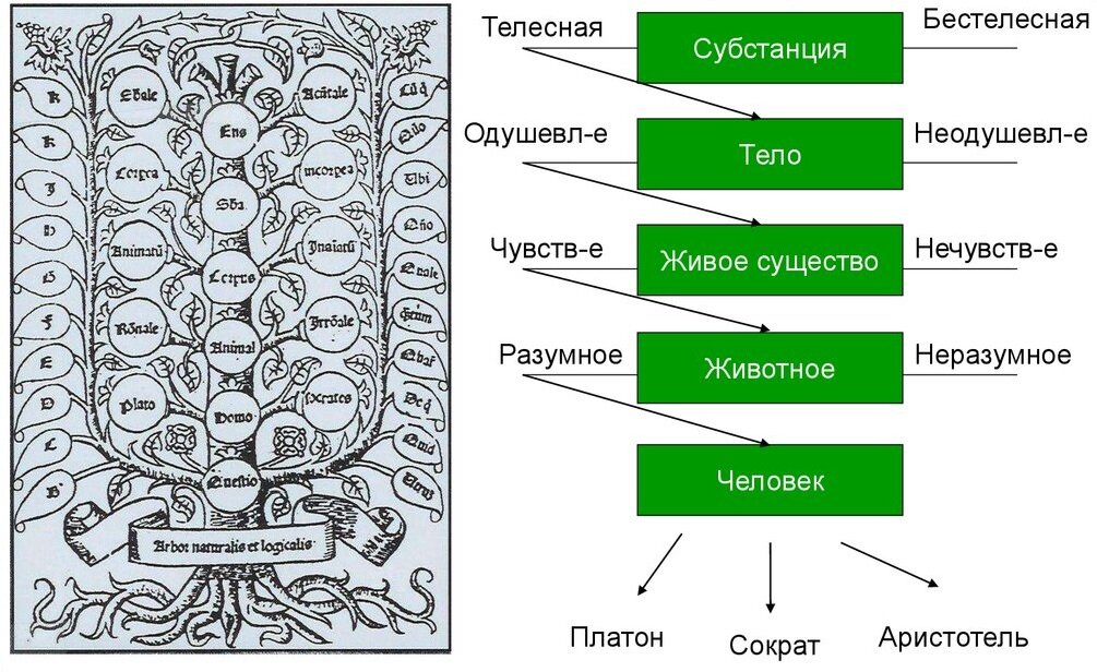 Рис. 2. Дерево Порфирия и его структурная схема. Источник: https://www.google.com/url?sa=i&url=https%3A%2F%2Fen.ppt-online.org%2F315303&psig=AOvVaw0l43WyVEeL7L4bFyEr1SZv&ust=1600591788021000&source=images&cd=vfe&ved=0CAIQjRxqFwoTCJiqzZnr9OsCFQAAAAAdAAAAABAd