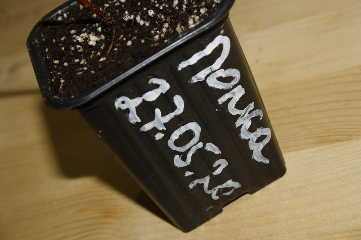 Авторское фото 