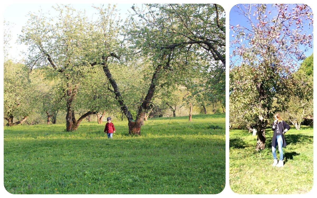 Яблоневый сад в Ясной Поляне весной и осенью