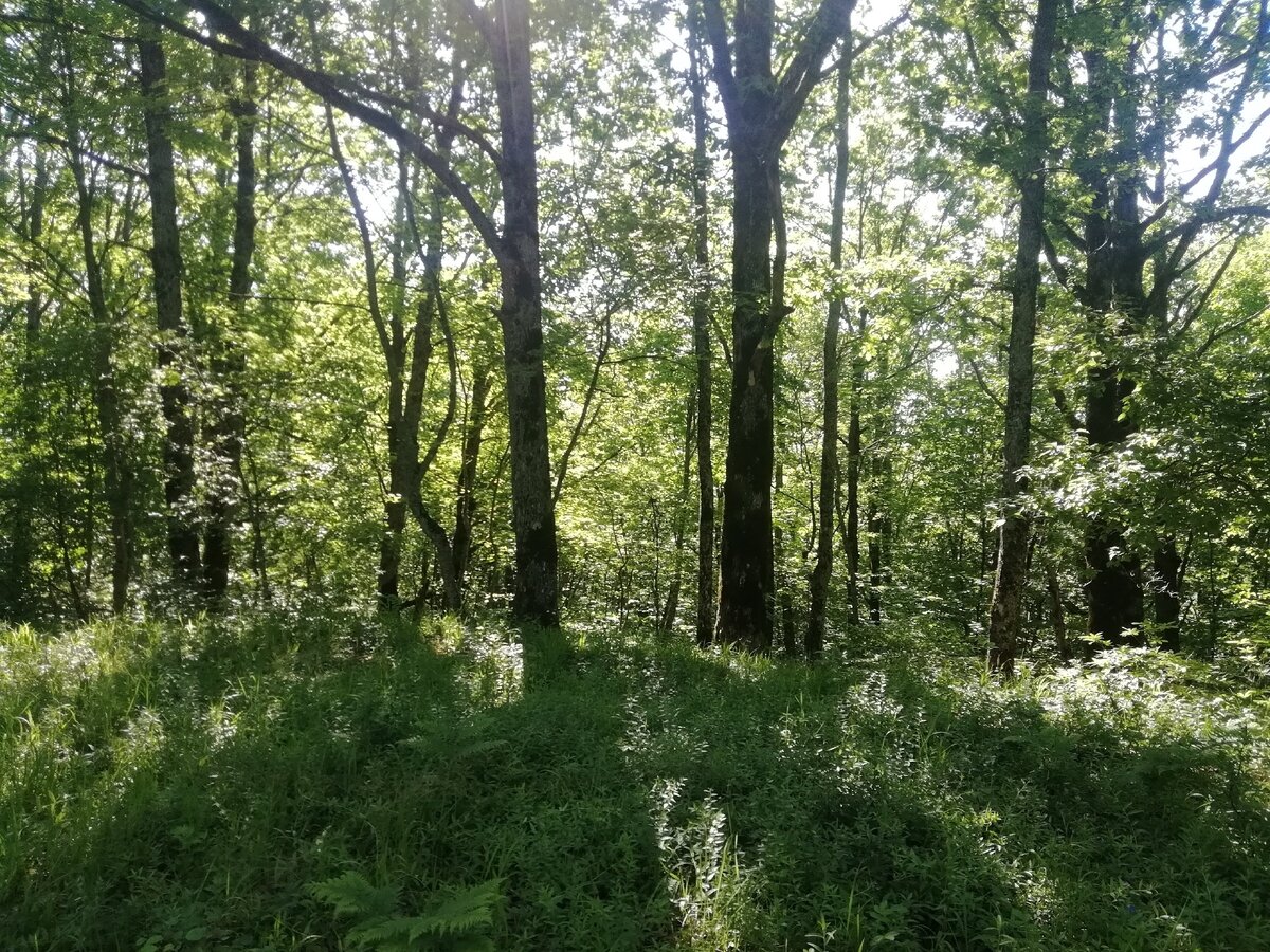 Лес Горячеключевского района 