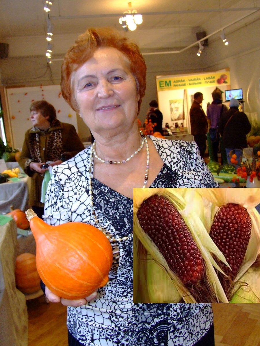 Валентина Нарницкая. Слева - тыква, справа -  кукуруза сорта "Красный попкорн". Фото и коллаж автора