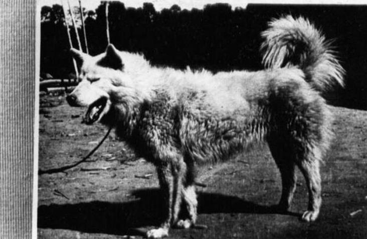 Кобель по имени Черни с.Синдан