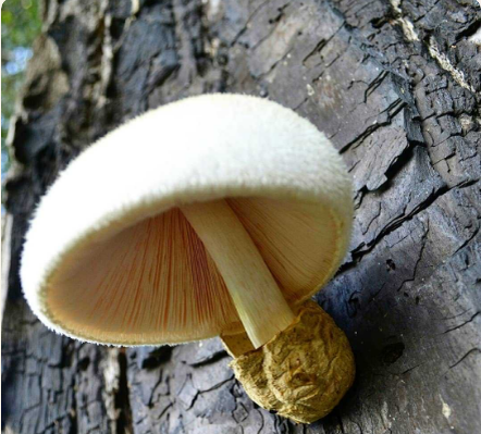 https://gribowiki.ru/eatable/volvariella-shelkovistaya.html