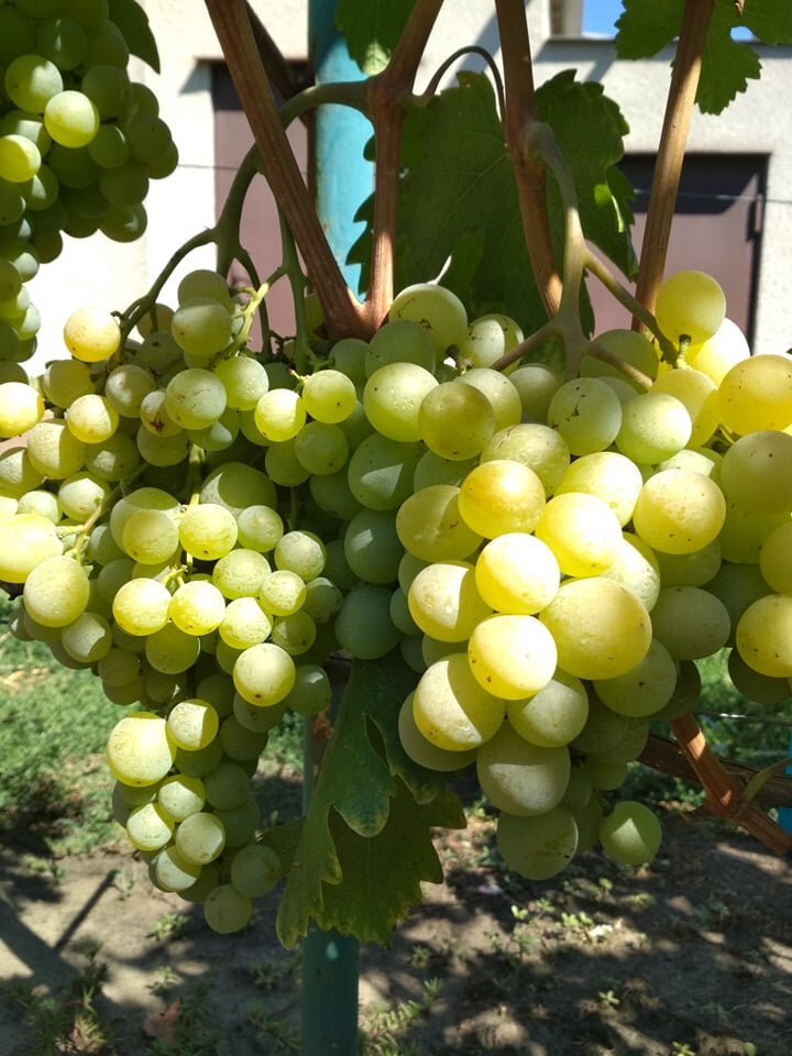 Выращивание винограда Кеша