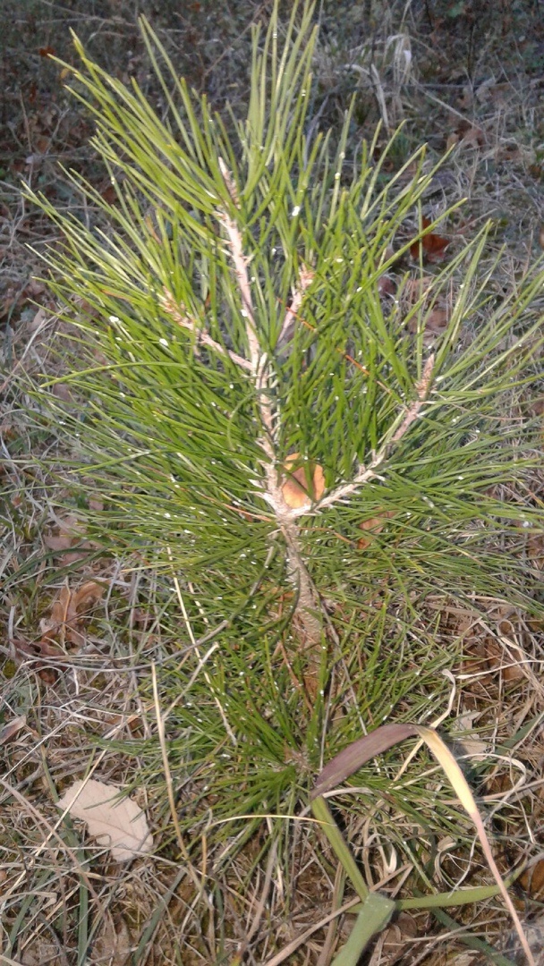 Черноморская сосёнка.