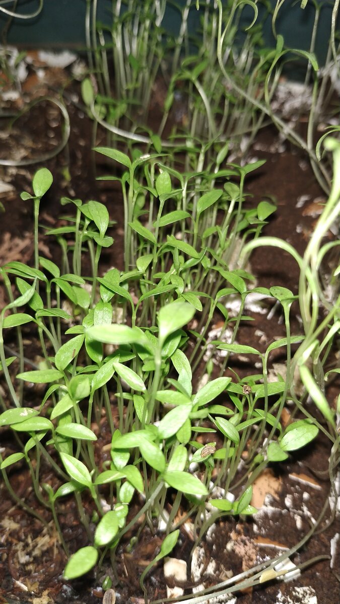 Петрушка больше всего порадовала