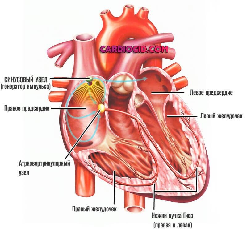 Сердце синусовый. Синусовый узел сердца. Синусный узел сердца. Синусный узел сердца расположен.