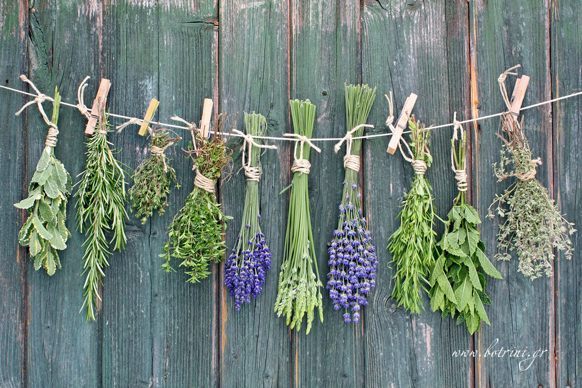 Источник фото: https://www.botrini.gr/