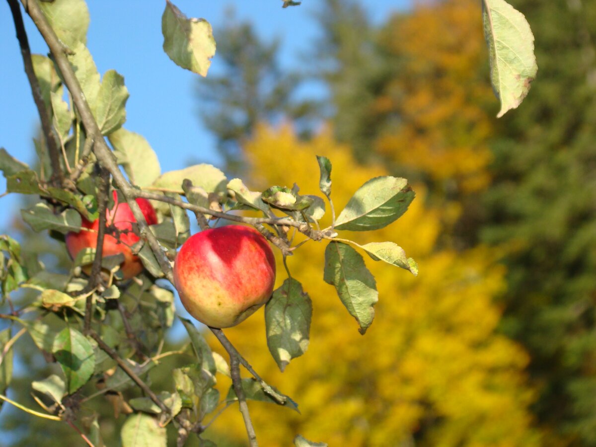 Прививка плодово-ягодных культур. На примере яблонь и груш