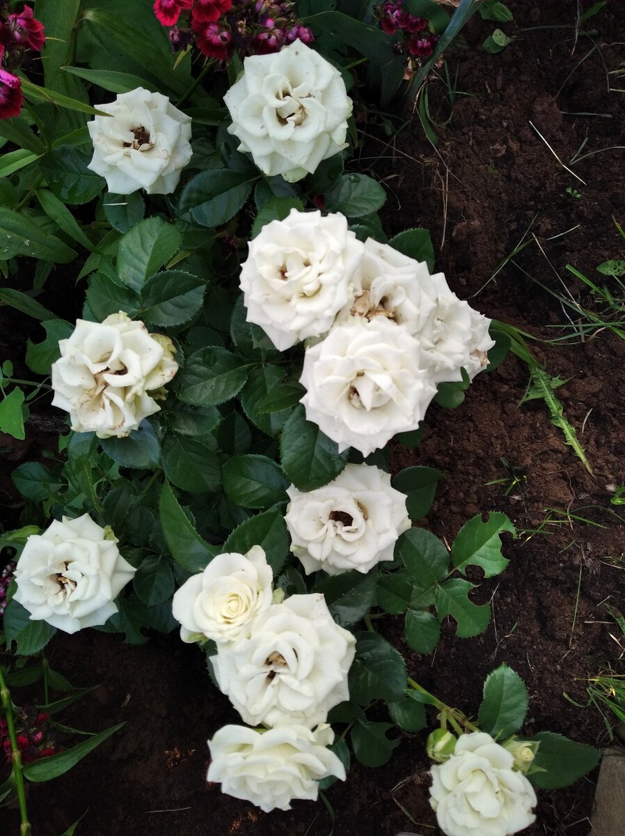 Миниатюрные розы идеальны для оформления клумб