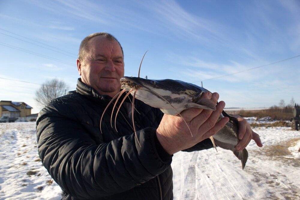 Нам говорили, что по вкусу он не уступает стерляди, а в суши-барах России он уже давно заменил угря. Это клариевый сом. Он же африканский. Он достаточно быстро растет, не прихотлив, а самое главное относительно дешев в выращивании. Сомов содержат на небольших фермах, таких, как например, эта в Арзамасском районе Нижегородской области. Сомы живут в огромных бочках, которые здесь именуют «бассейнами». Вода постоянно циркулирует, так как жить в грязной воде сом не может. Сома обязательно надо закрывать сеткой, а то полбассейна может сбежать: два часа сом может дышать самостоятельно. Впрочем, пойдемте, все сами посмотрите.