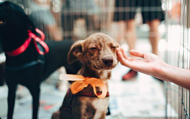 Ответственность за содержание собаки может стать непосильным бременем. Будьте разумны. Фото Helena Lopes/Pexels 